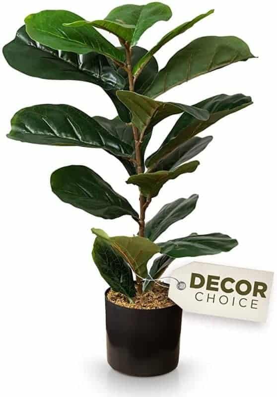ficus for seniors