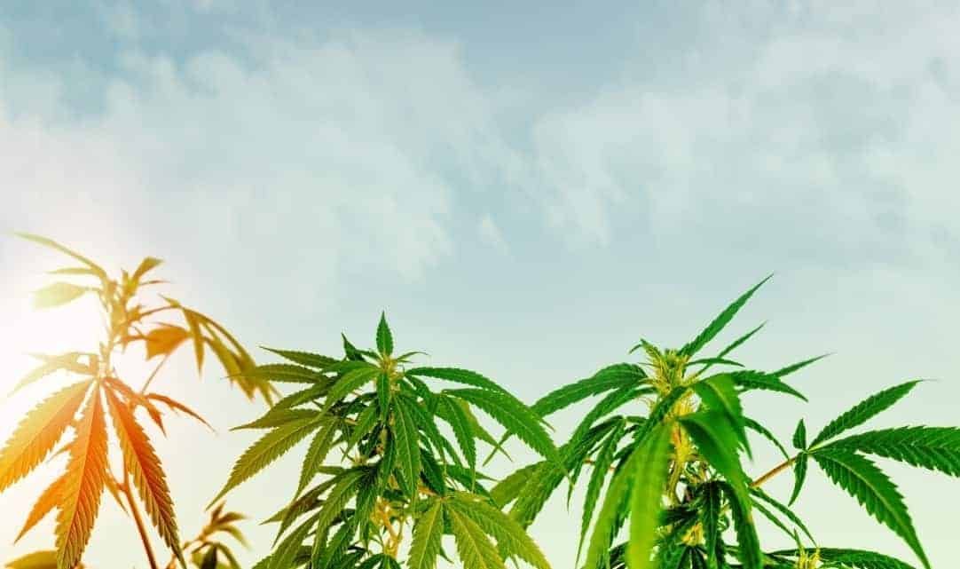 5 CBD Benefits for the Retired Baby Boomer