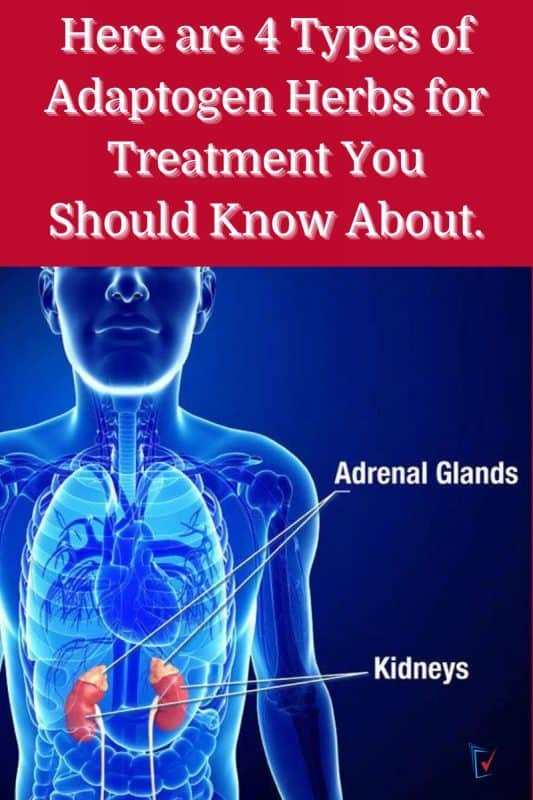Here are 4 Types of Adaptogen Herbs for Treatment You Should Know About.