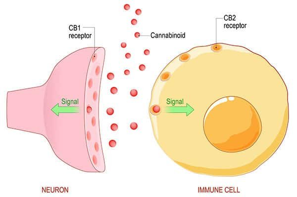 The endocannabinoid system: Essential and mysterious
