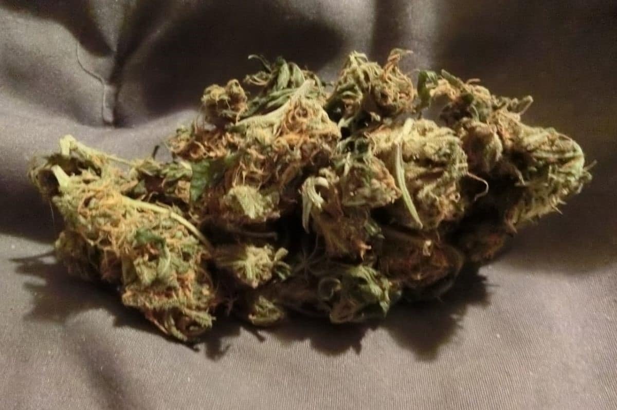 Gardening Success: A Seedsman Review