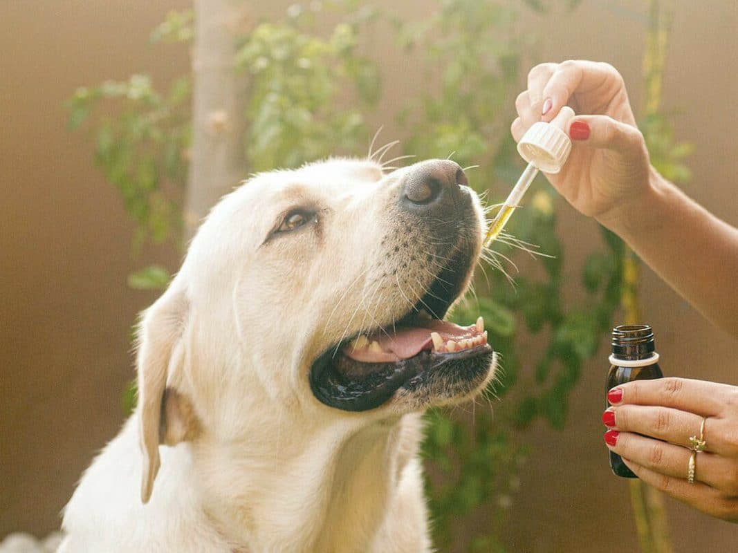 Uncovering-The-Benefits-Of-Cbd-For-Your-Furry-Friend-What-Every-Dog-Owner-Should-Know