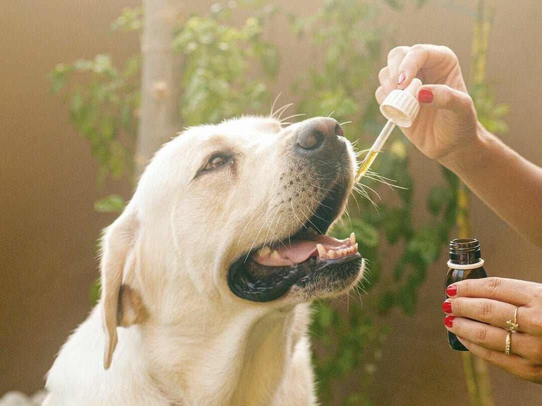 Uncovering-The-Benefits-Of-Cbd-For-Your-Furry-Friend-What-Every-Dog-Owner-Should-Know