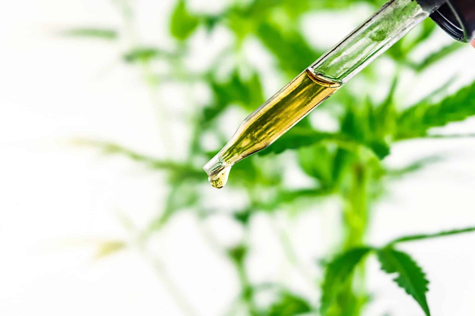 The Best CBD Oils- Ranked Number One