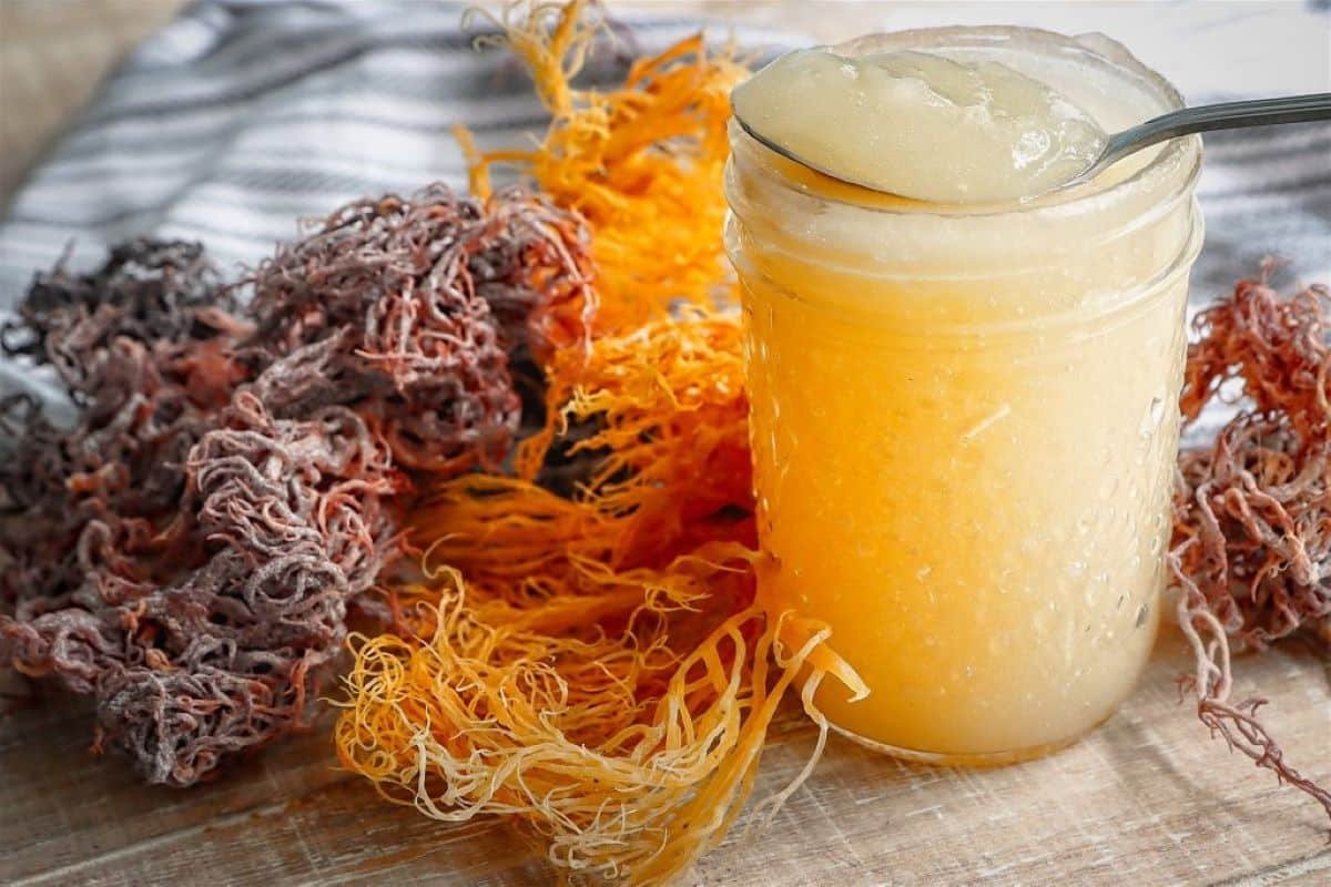 Health Benefits Of Sea Moss