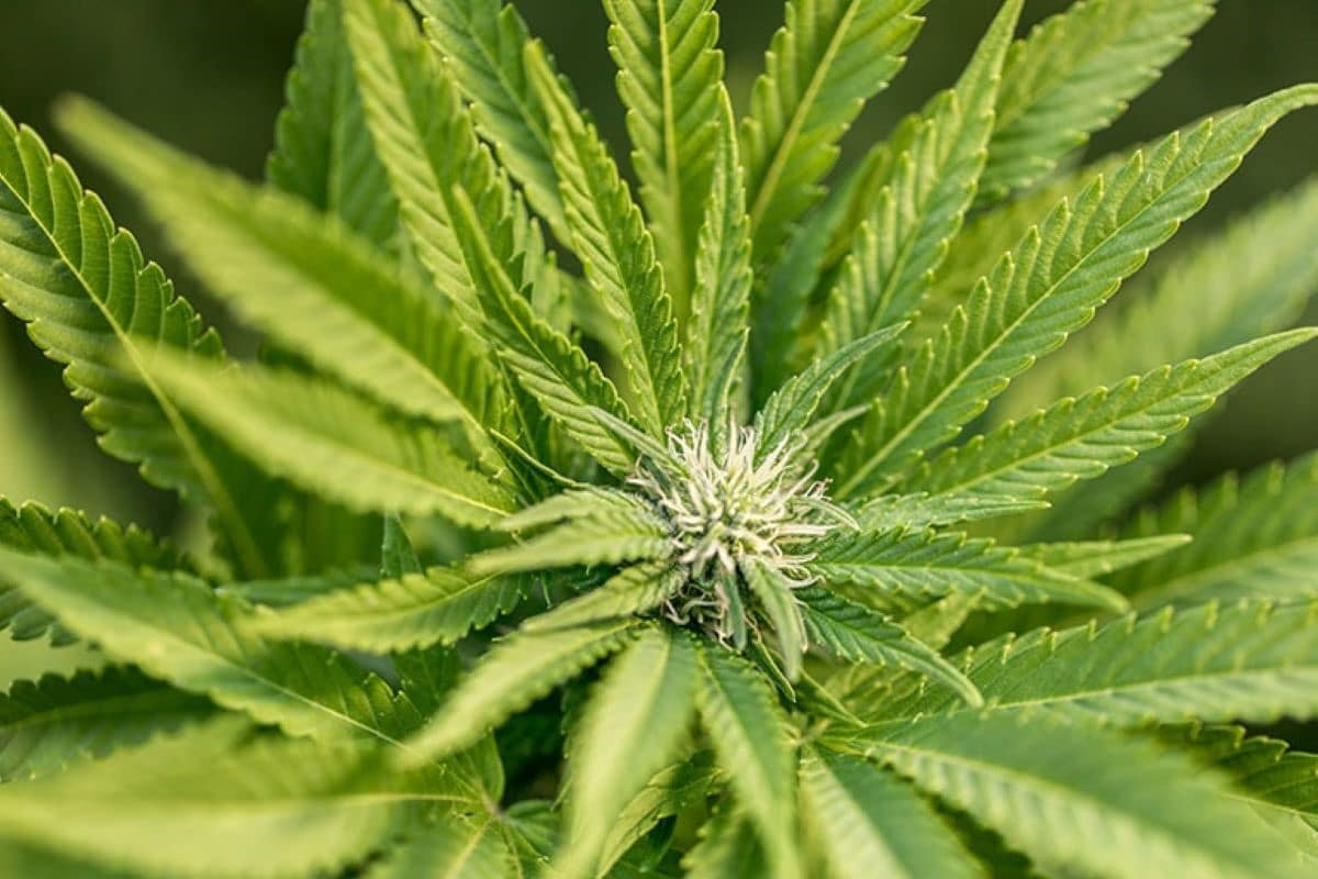 Benefits Of Delta 8 Vape Juice