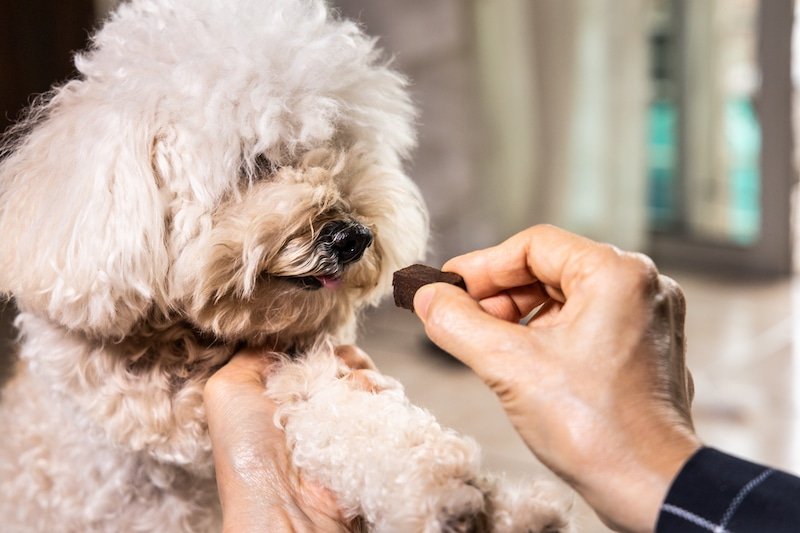 Pampering Your Pup: The Benefits of CBD Dog Treats