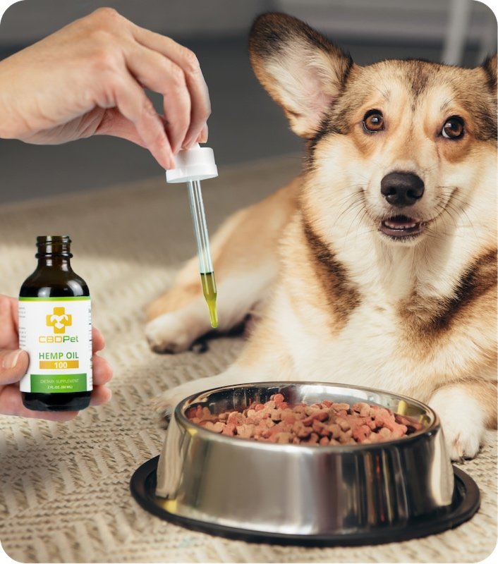 Dog Health in the Summer
